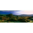 thumbnail image 1 of Tree and plants on a landscape, Dartmoor, Devon, England Poster Print (36 x 12), 1 of 1