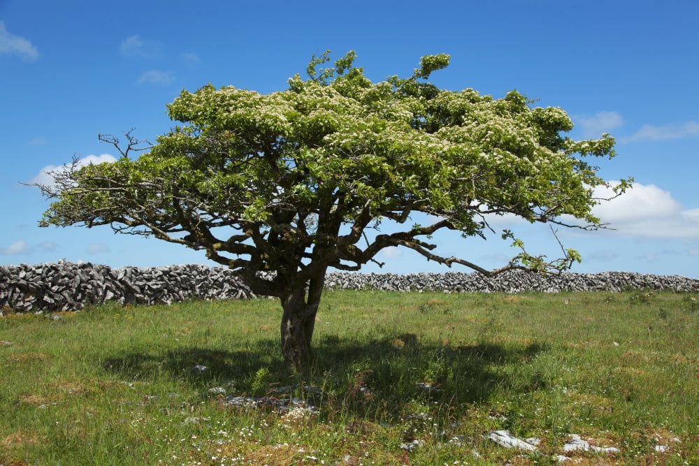 Tree and stone wall in the Burren County Clare Ireland Canvas Art - Carl Bruemmer Design Pics (38 x 24)
