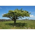 thumbnail image 1 of Tree and stone wall in the Burren; County Clare, Ireland Poster Print (19 x 12), 1 of 2