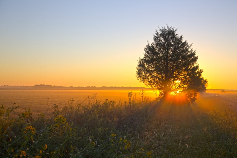 Tree and wildflowers in field at sunrise Prairie Ridge State Natural Area Marion County Illinois USA Canvas Art - Panoramic Images (24 x 36)