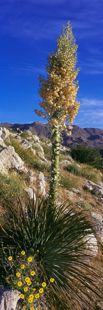 Tree at Anza Borrego Desert State Park Borrego Springs California USA Canvas Art - Panoramic Images (27 x 9)