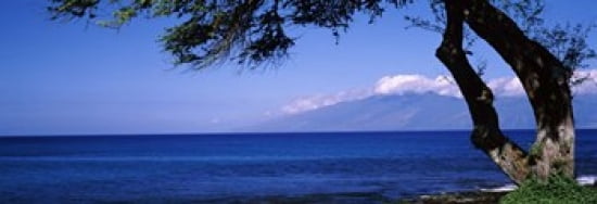 Tree at a coast Kapalua Molokai Maui Hawaii USA Canvas Art - Panoramic Images (36 x 13)