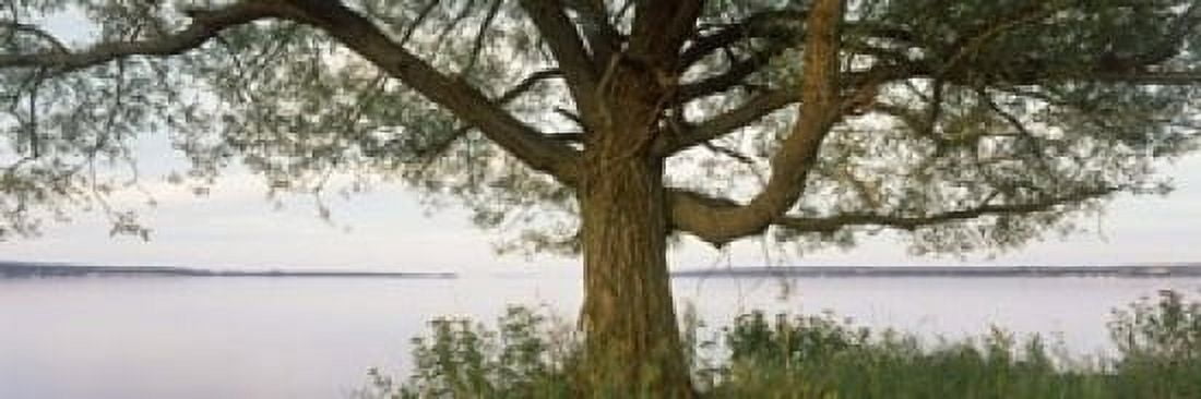 Tree at the lakeside Wisconsin USA Canvas Art - Panoramic Images (18 x 6)