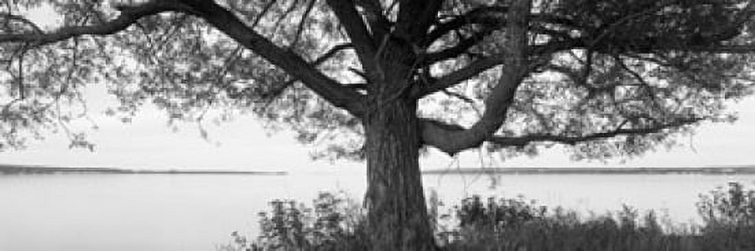 Tree at the lakeside Wisconsin USA Canvas Art - Panoramic Images (18 x 6)