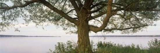 Tree at the lakeside Wisconsin USA Canvas Art - Panoramic Images (36 x 12)