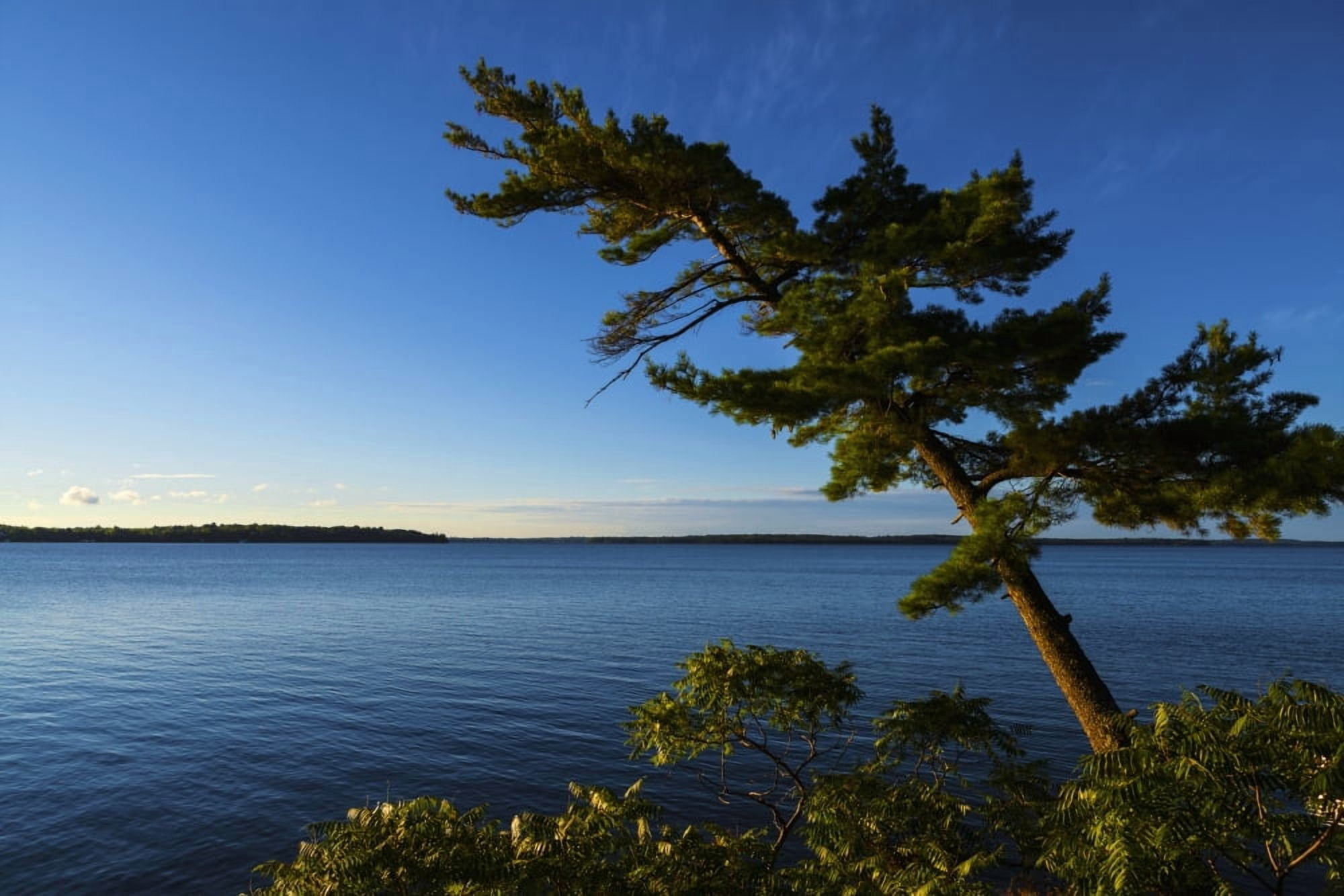 Tree by Balsam Lake at sunrise Ontario Canada Canvas Art - Vast Photography Design Pics (19 x 12)