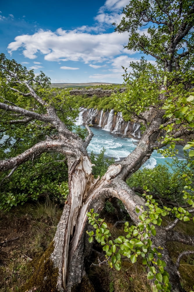 Tree by Hraunfossar waterfall Borgarfjordur Iceland Canvas Art - Panoramic Images (36 x 12)