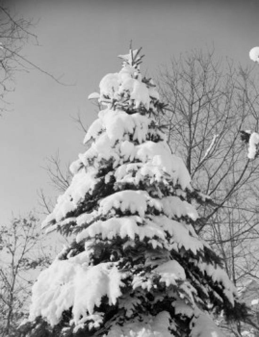 Tree covered in snow Canvas Art - (18 x 24)