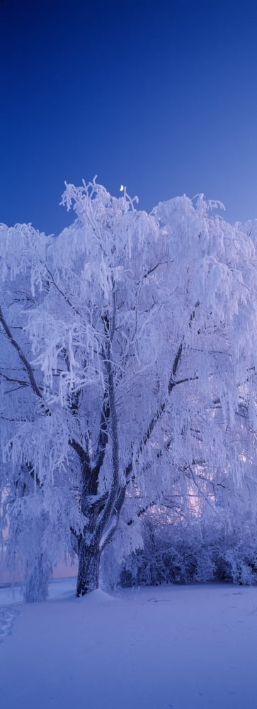 Tree covered with snow Imatra South Karelia Finland Canvas Art - Panoramic Images (27 x 9)