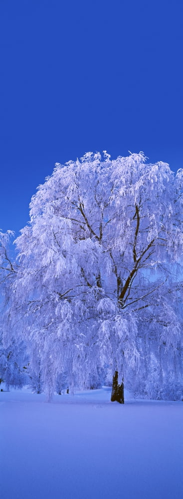 Tree covered with snow Imatra South Karelia Finland Canvas Art - Panoramic Images (36 x 12)