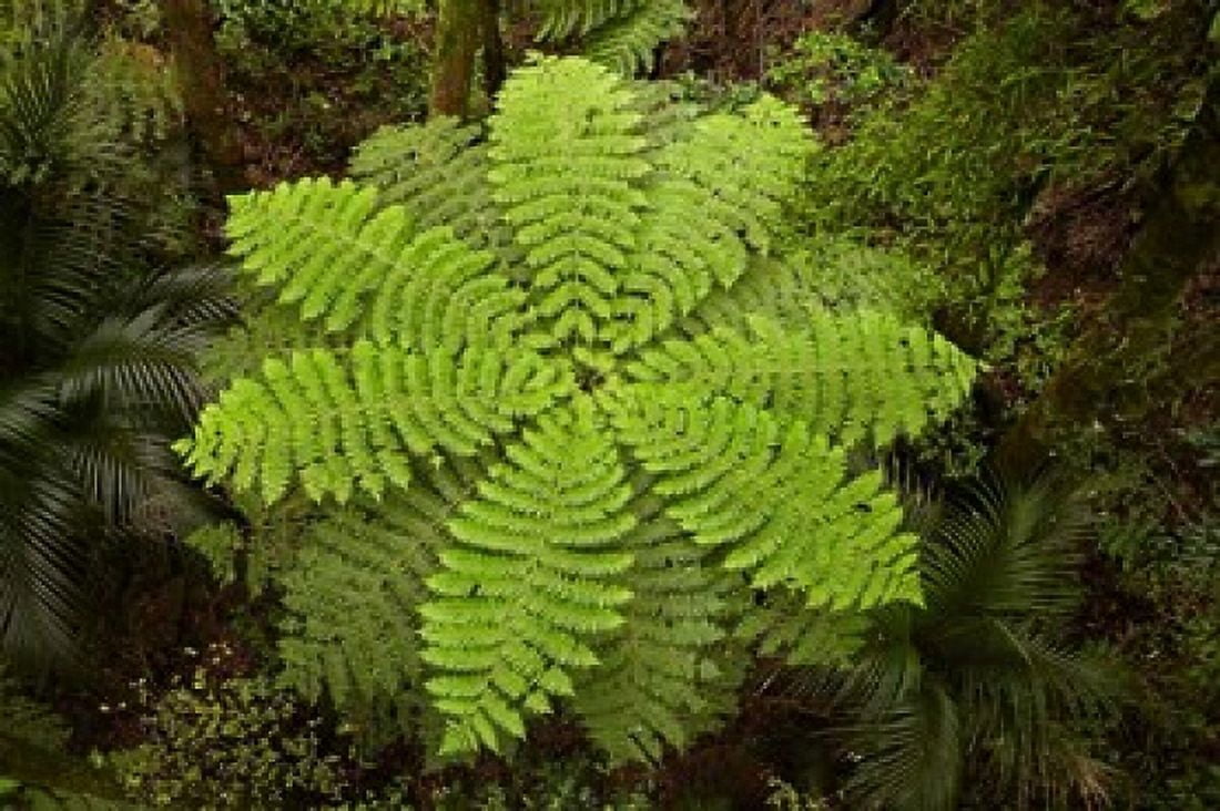 Tree fern AH Reed Memorial Kauri Park New Zealand Canvas Art - David Wall DanitaDelimont (38 x 25)