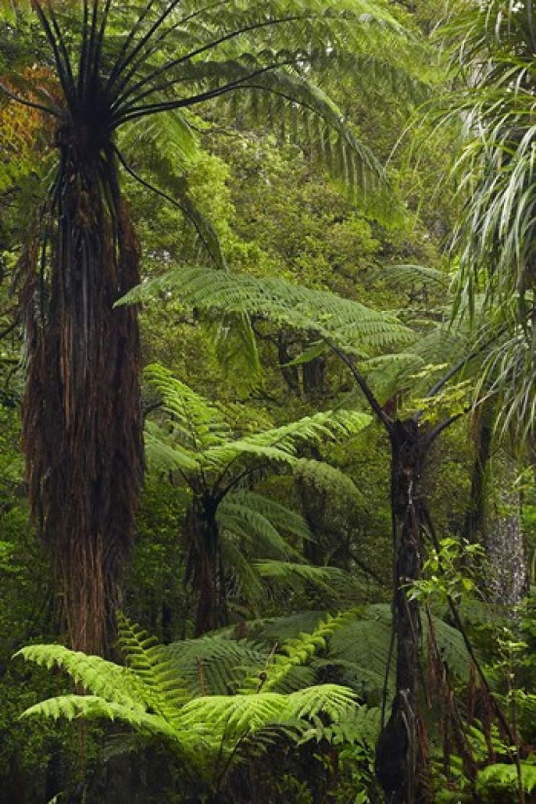 Tree ferns Manginangina Kauri Walk Puketi Forest near Kerikeri North Island New Zealand Canvas Art - David Wall DanitaDelimont (19 x 29)