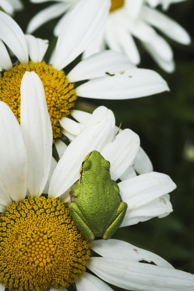 Tree frog rests on a daisy Astoria Oregon United States of America Canvas Art - Robert L Potts Design Pics (24 x 36)