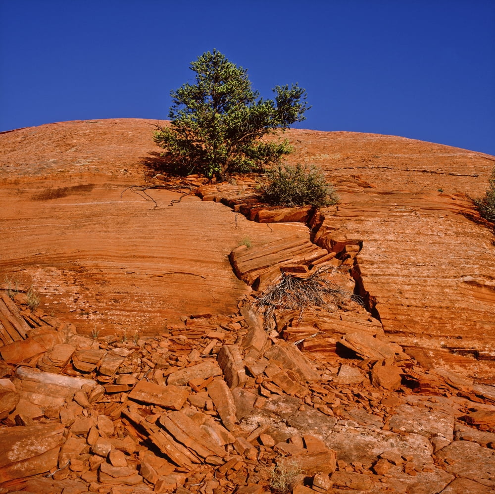 Tree growing on rock face Canvas Art - Panoramic Images (24 x 24)