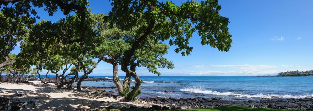 Tree heliotrope on beach Kukio Bay Kailua Kona Hawaii USA Canvas Art - Panoramic Images (7 x 18)