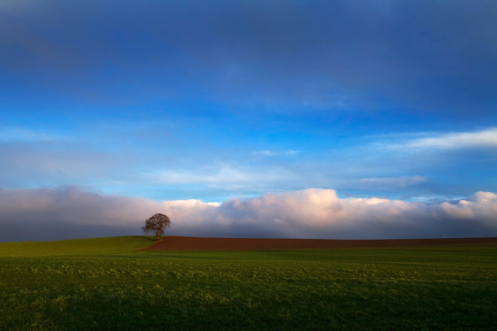 Tree in Arable Farmland Near Carlow Town County Carlow Ireland Canvas Art - Panoramic Images (27 x 9)