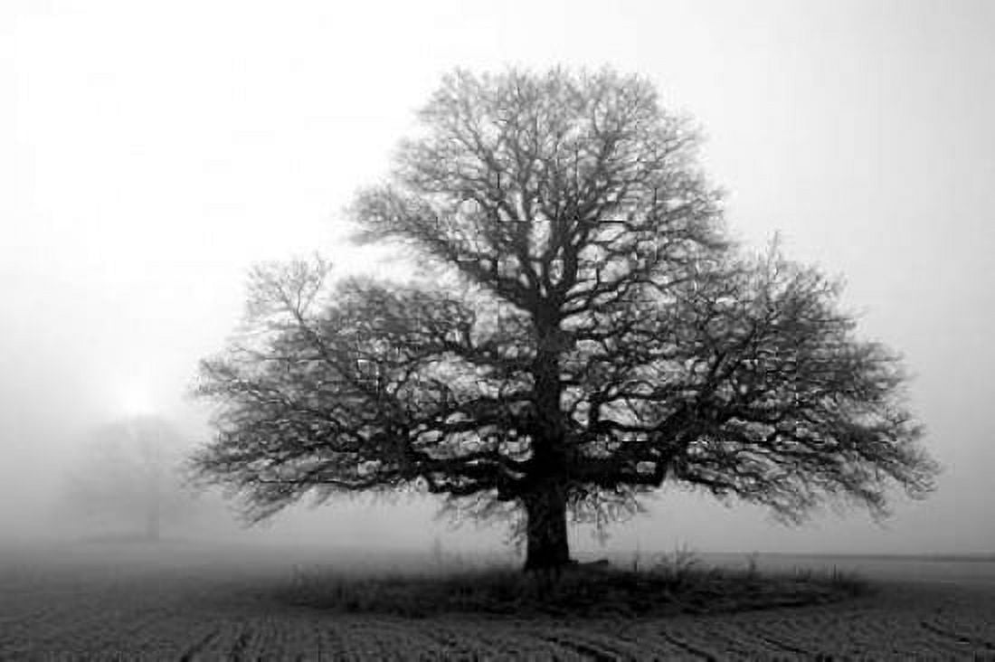 Tree in Mist 2 Canvas Art - PhotoINC Studio (12 x 18)