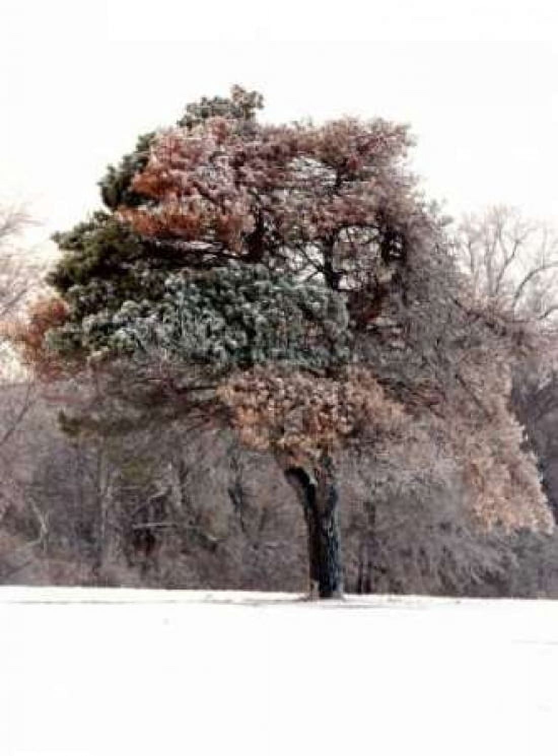 Tree in Snow I Canvas Art - Tammy Putman (22 x 28)