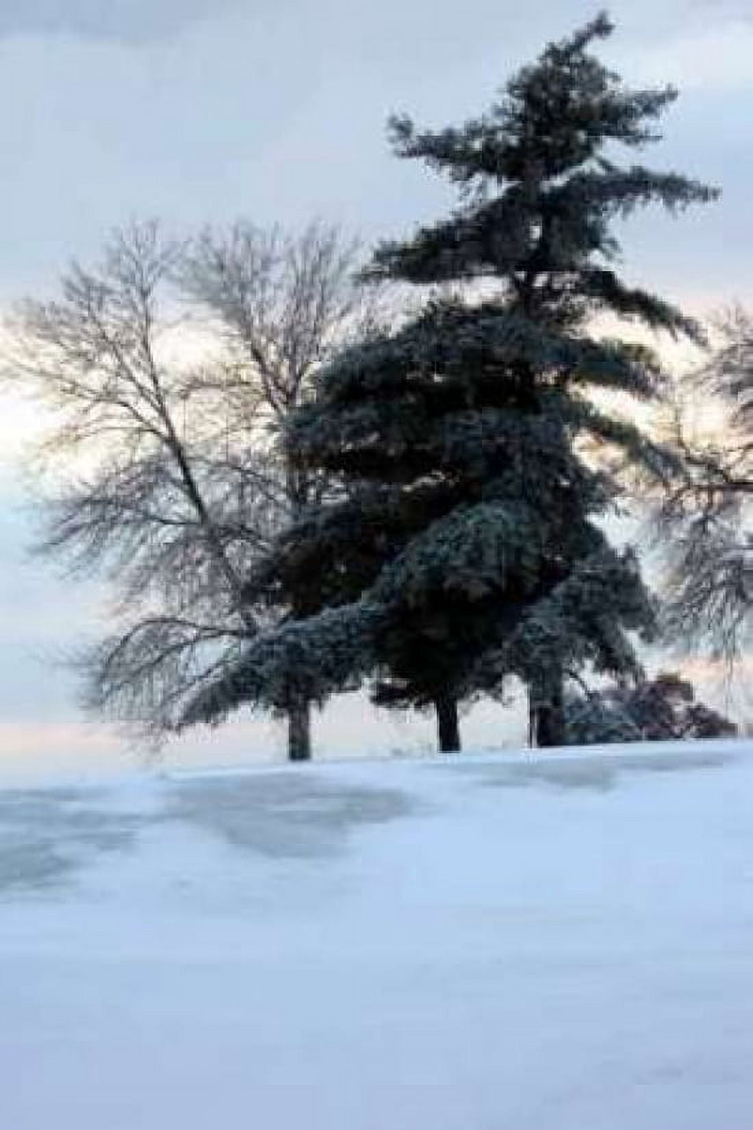 Tree in Snow II Canvas Art - Tammy Putman (20 x 28)