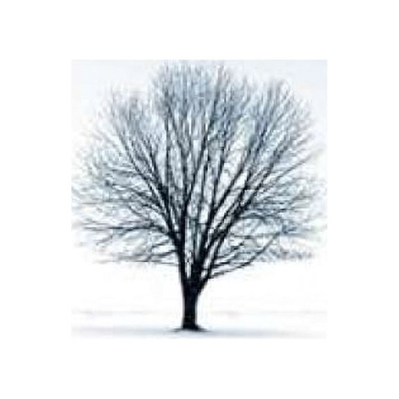Tree in Winterscape Poster Print by PhotoINC Studio (9 x 12)