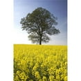 thumbnail image 1 of Tree in a Rapeseed Field Yorkshire England Poster Print by John Short, 11 x 17, 1 of 1