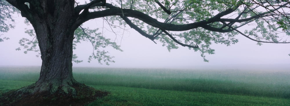 Tree in a farm Knox Farm State Park East Aurora New York State USA Canvas Art - Panoramic Images (27 x 9)