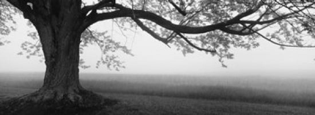 Tree in a farm Knox Farm State Park East Aurora New York State USA Canvas Art - Panoramic Images (36 x 13)