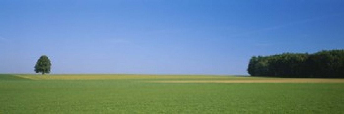 Tree in a field Germany Canvas Art - Panoramic Images (18 x 6)