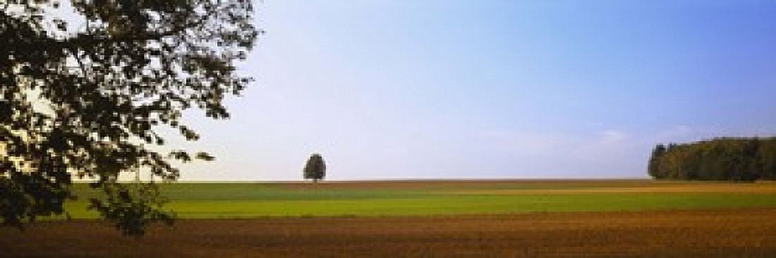 Tree in a field Germany Canvas Art - Panoramic Images (18 x 6)