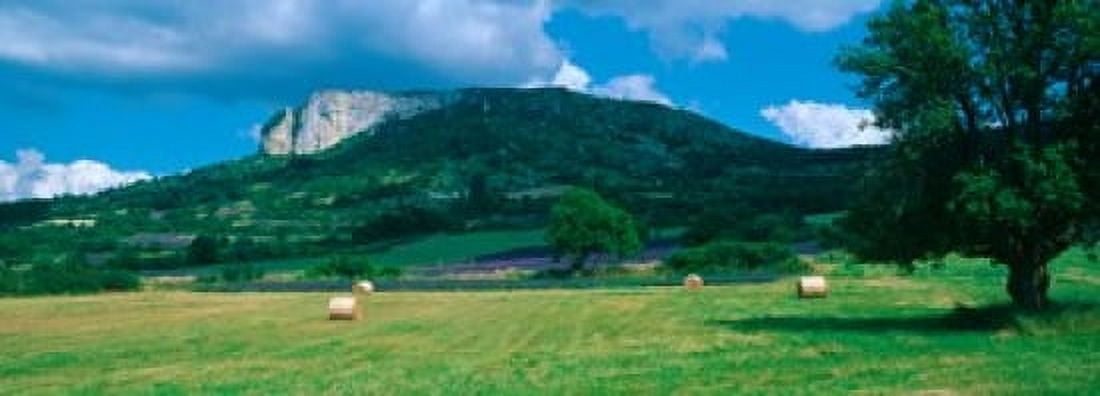 Tree in a field Mevouillon Provence-Alpes-Cote dAzur France Canvas Art - Panoramic Images (36 x 13)