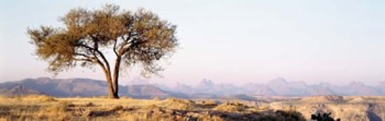Tree in a field with a mountain range in the background Debre Damo Tigray Ethiopia Canvas Art - Panoramic Images (36 x 12)