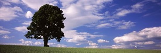Tree in a field with woman walking along with balloons Baden-Wurttemberg Germany Canvas Art - Panoramic Images (36 x 12)