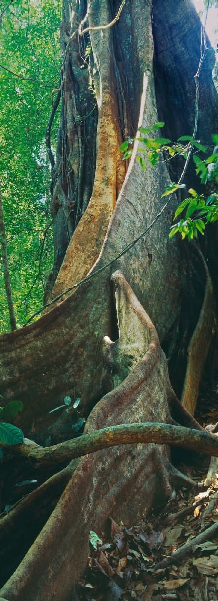 Tree in a forest Kao Sok National Park Surat Thani Province Thailand Canvas Art - Panoramic Images (27 x 9)