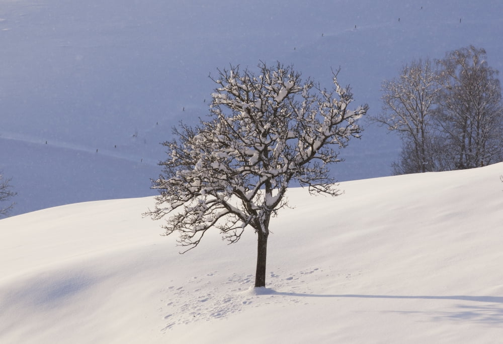 Tree in a snow covered field near St Ulrich Black Forest Germany Canvas Art - Carl Bruemmer Design Pics (18 x 12)