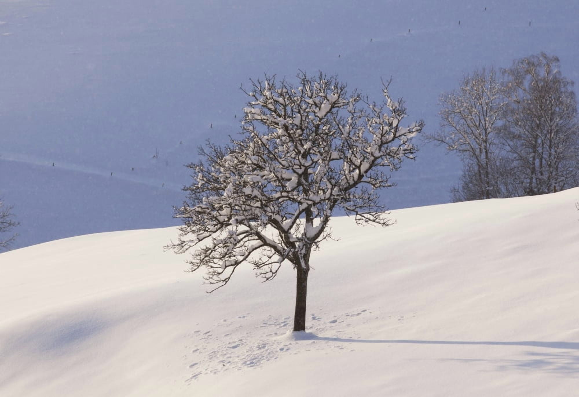 Tree in a snow covered field near St Ulrich Black Forest Germany Canvas Art - Carl Bruemmer Design Pics (36 x 24)