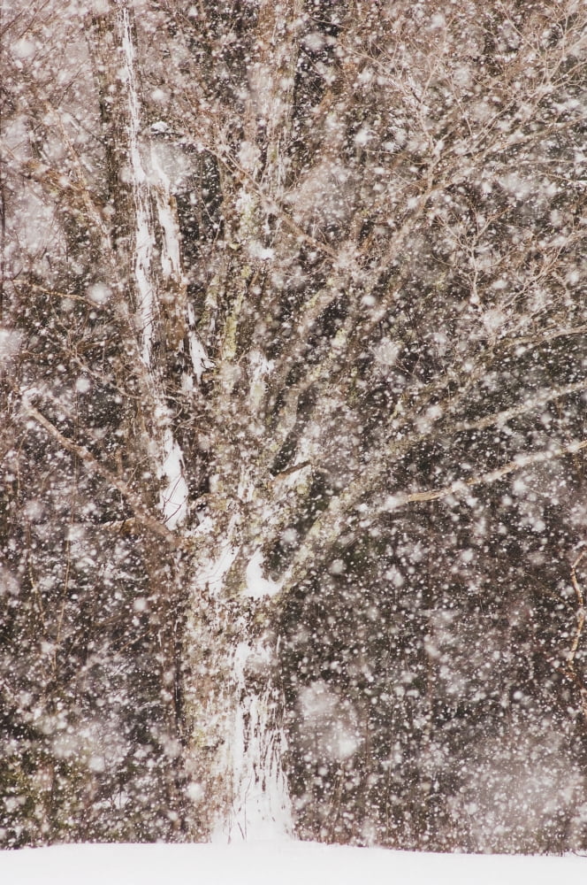 Tree in a snow stormQuebec canada Canvas Art - Jacques Laurent Design Pics (12 x 19)