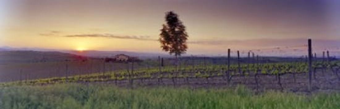 Tree in a vineyard Val DOrcia Siena Province Tuscany Italy Canvas Art - Panoramic Images (18 x 6)
