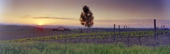 Tree in a vineyard Val DOrcia Siena Province Tuscany Italy Canvas Art - Panoramic Images (36 x 12)