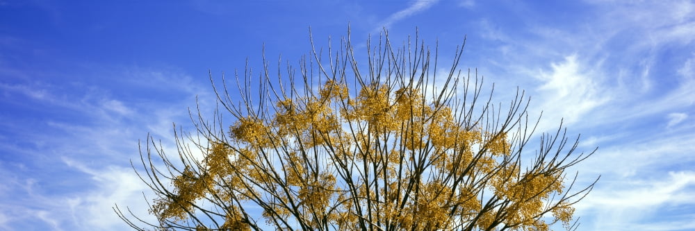 Tree in autumn against a cirrus cloud in the sky Temecula California USA Canvas Art - Panoramic Images (27 x 9)