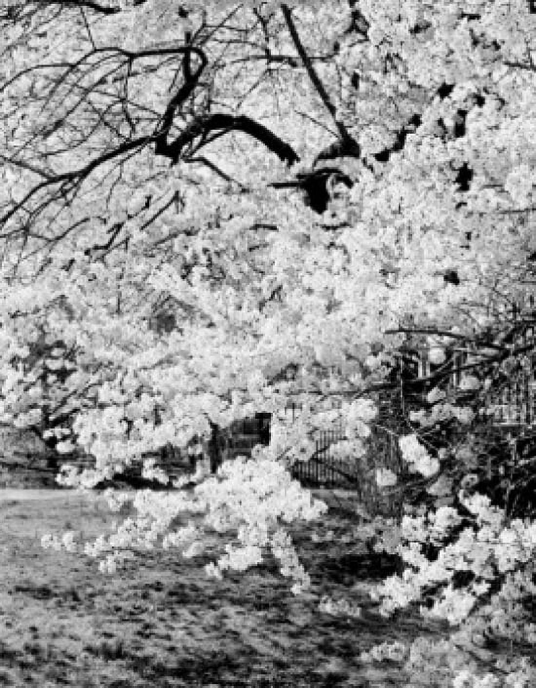 Tree in blossom Canvas Art - (18 x 24)