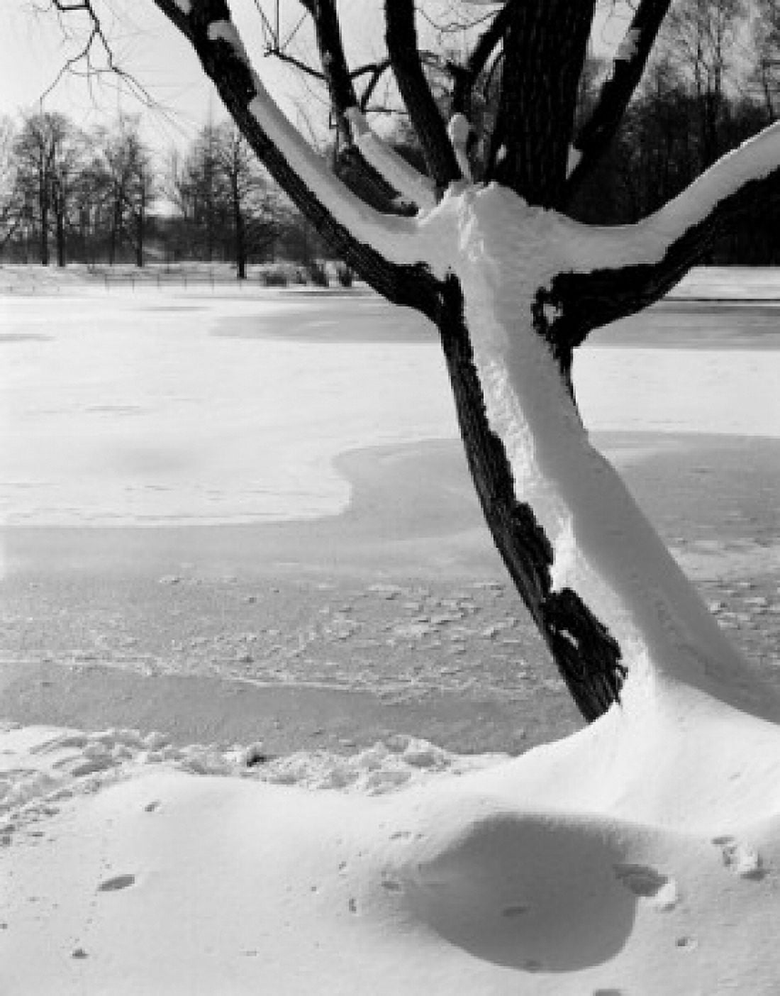 Tree in snow covered park Canvas Art - (24 x 36)