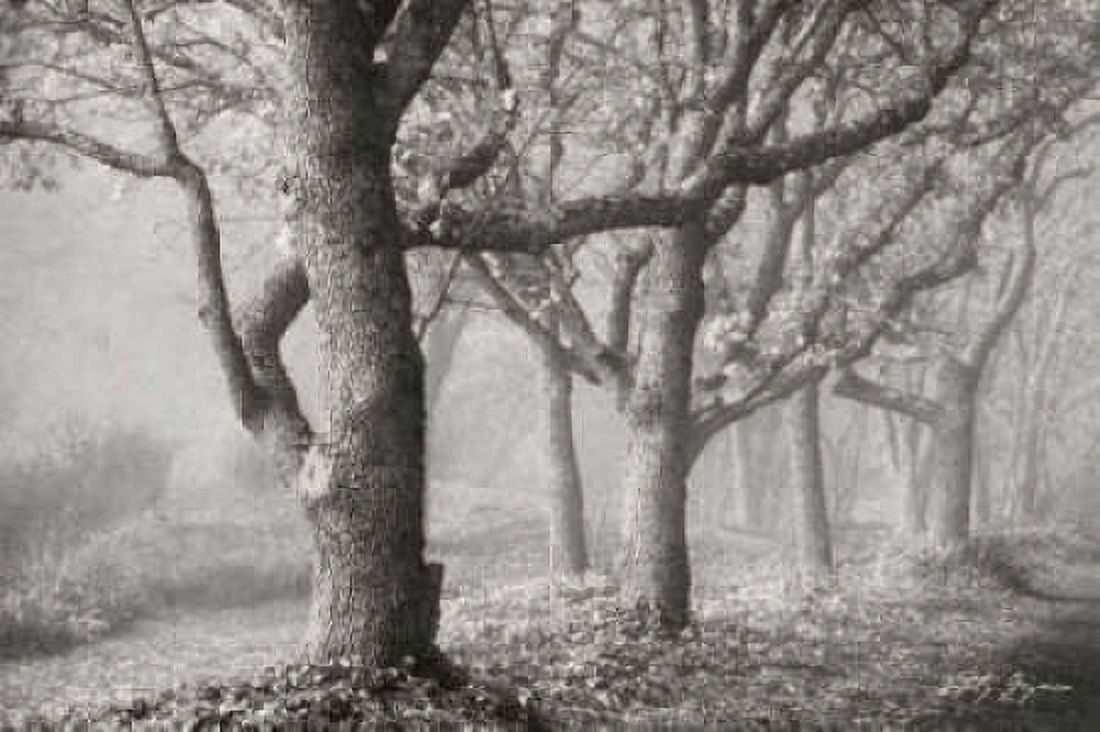 Tree in the Mist BandW Canvas Art - Vitaly Geyman (12 x 18)