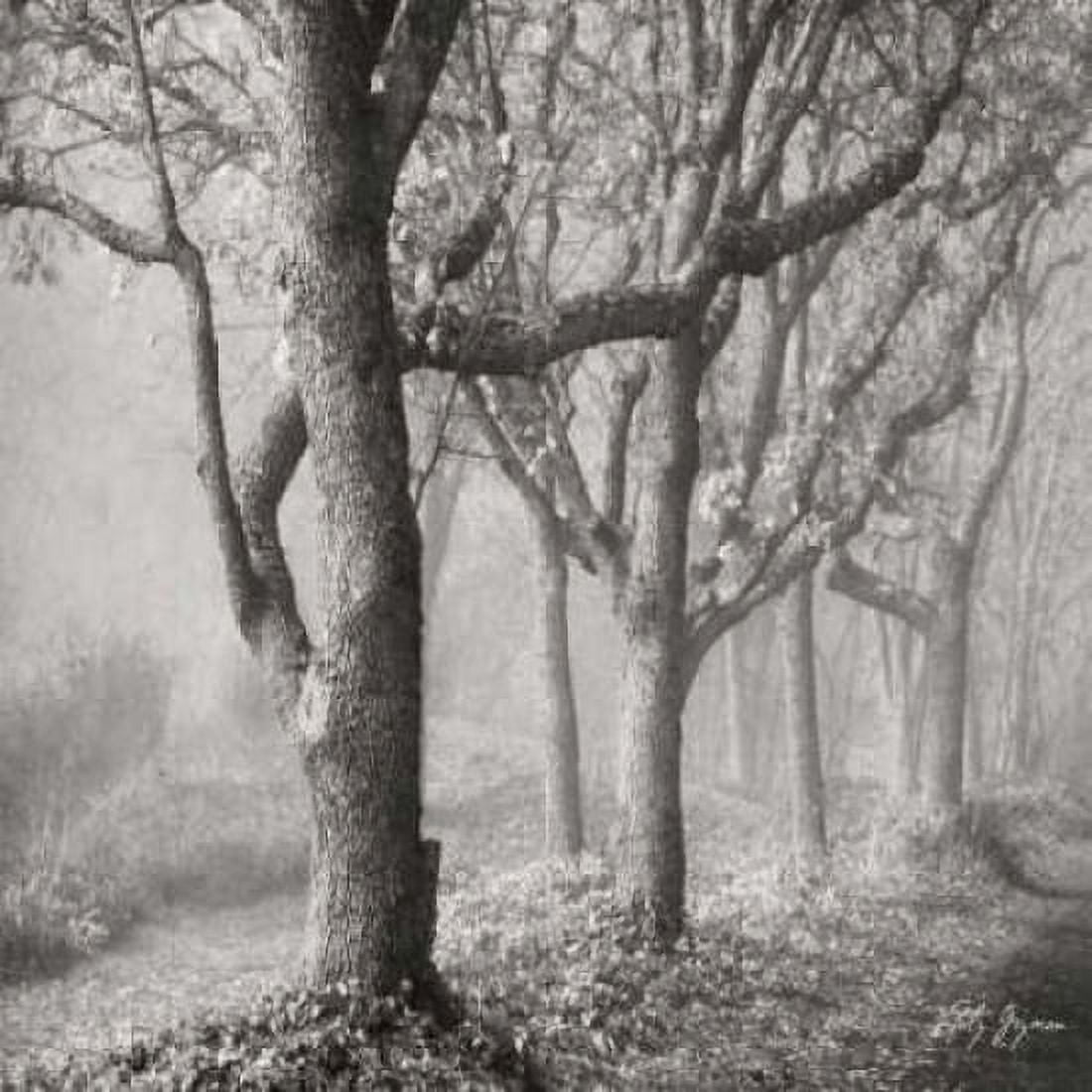 Tree in the Mist Sq Canvas Art - Geyman Vitaly (24 x 24)