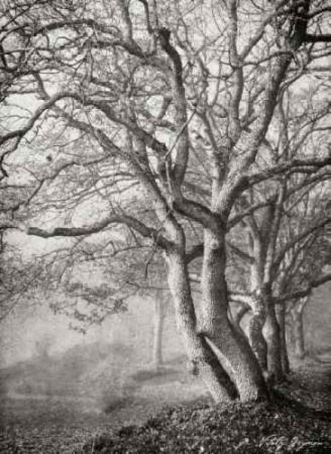 Tree in the Mist VI BandW Canvas Art - Vitaly Geyman (18 x 24)