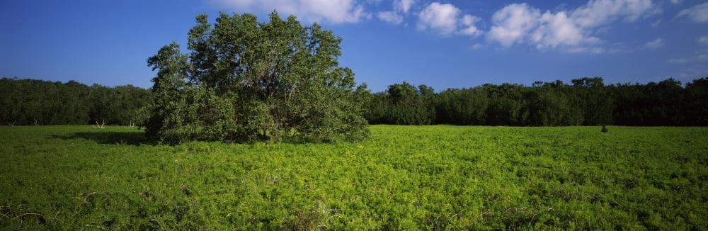 Tree in the field Everglades National Park Florida USA Canvas Art - Panoramic Images (6 x 18)