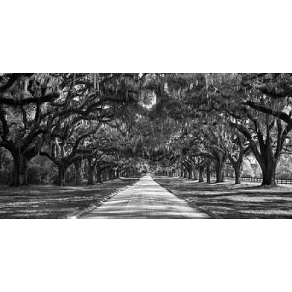 Tree lined plantation entrance South Carolina Canvas Art - Anonymous (10 x 20)