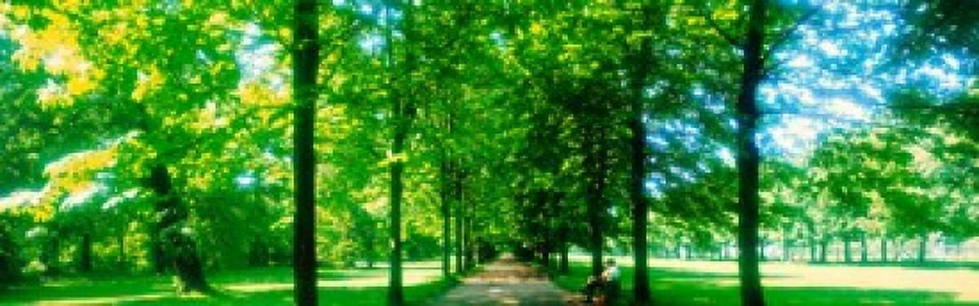 Tree-lined road Dresden vicinity Germany Canvas Art - Panoramic Images (36 x 12)