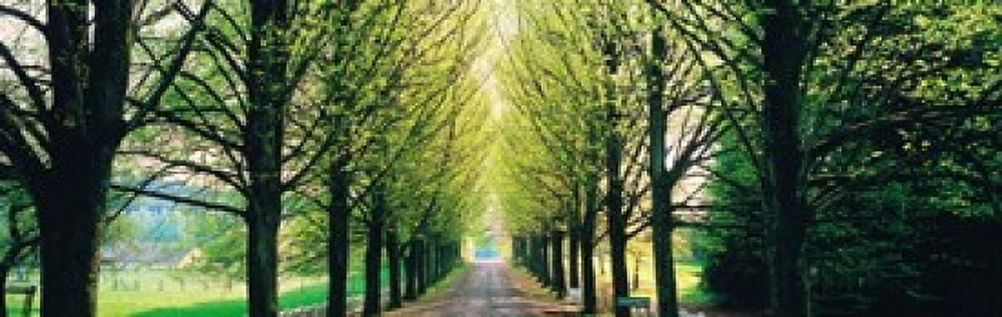 Tree-lined road Libin vicinity Belgium Canvas Art - Panoramic Images (18 x 6)