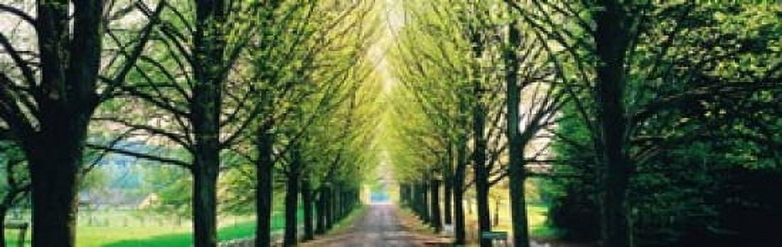Tree-lined road Libin vicinity Belgium Canvas Art - Panoramic Images (36 x 12)