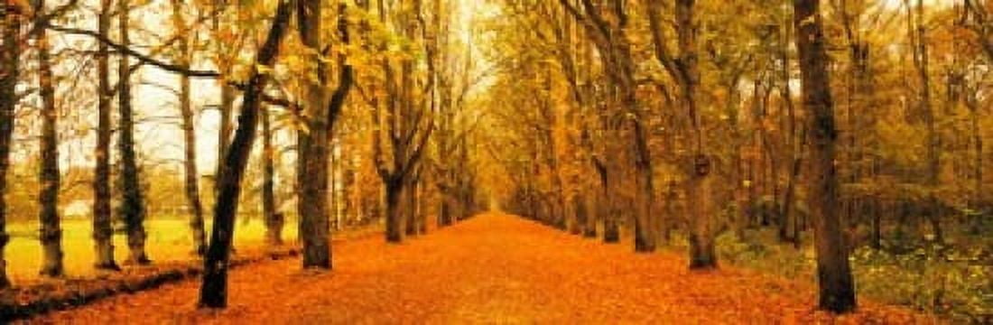 Tree-lined road Loire Chenonceaux France Canvas Art - Panoramic Images (36 x 12)